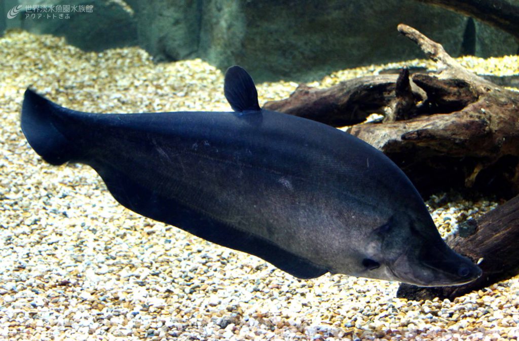 大きくなれよー！！｜世界淡水魚園水族館 アクア・トト ぎふ - 岐阜県 