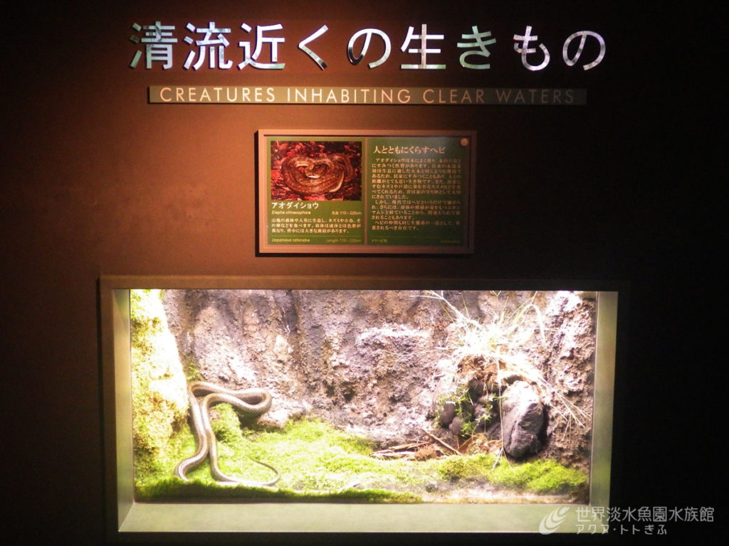 アオダイショウはいずこへ
