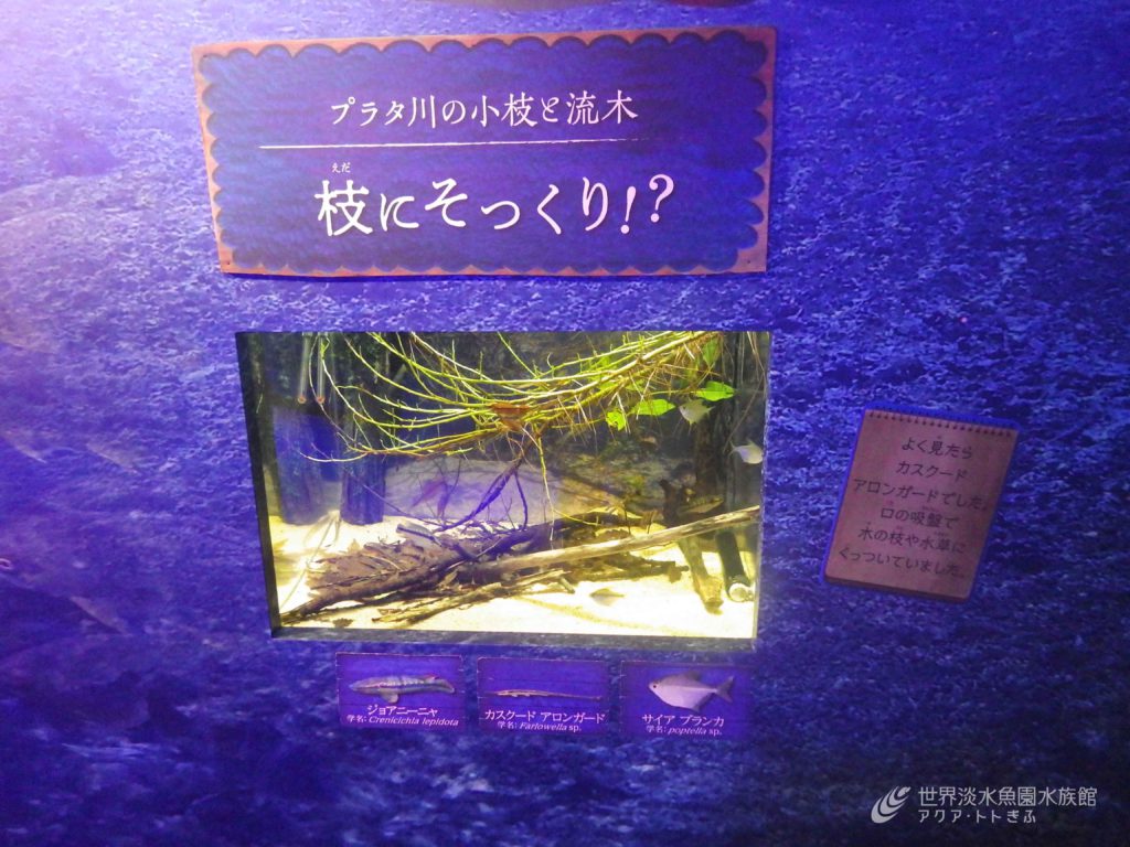 パンタナール展の気になる魚　その②