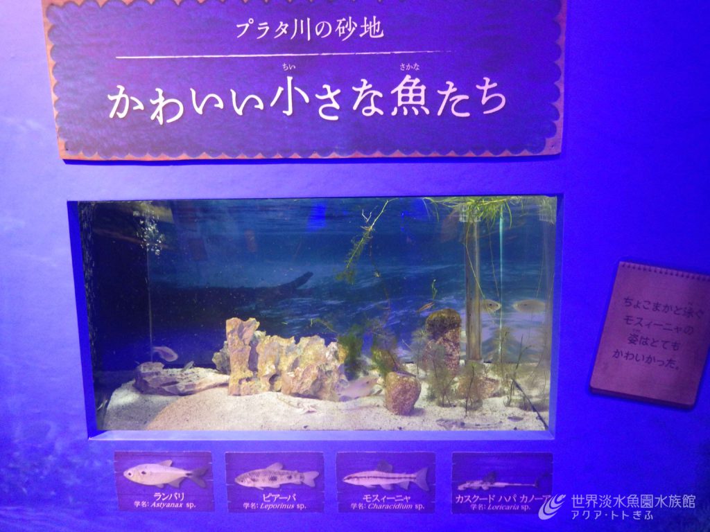 パンタナール展の気になる魚　その③