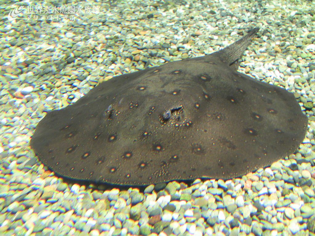 Yahoo!オークション -「淡水エイ」(魚類、水生生物) の落札相場・落札 