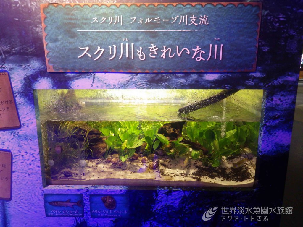 パンタナール展の気になる魚　その④