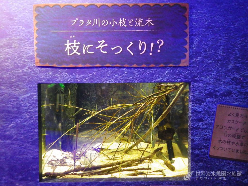 パンタナール展の気になる魚　その⑤