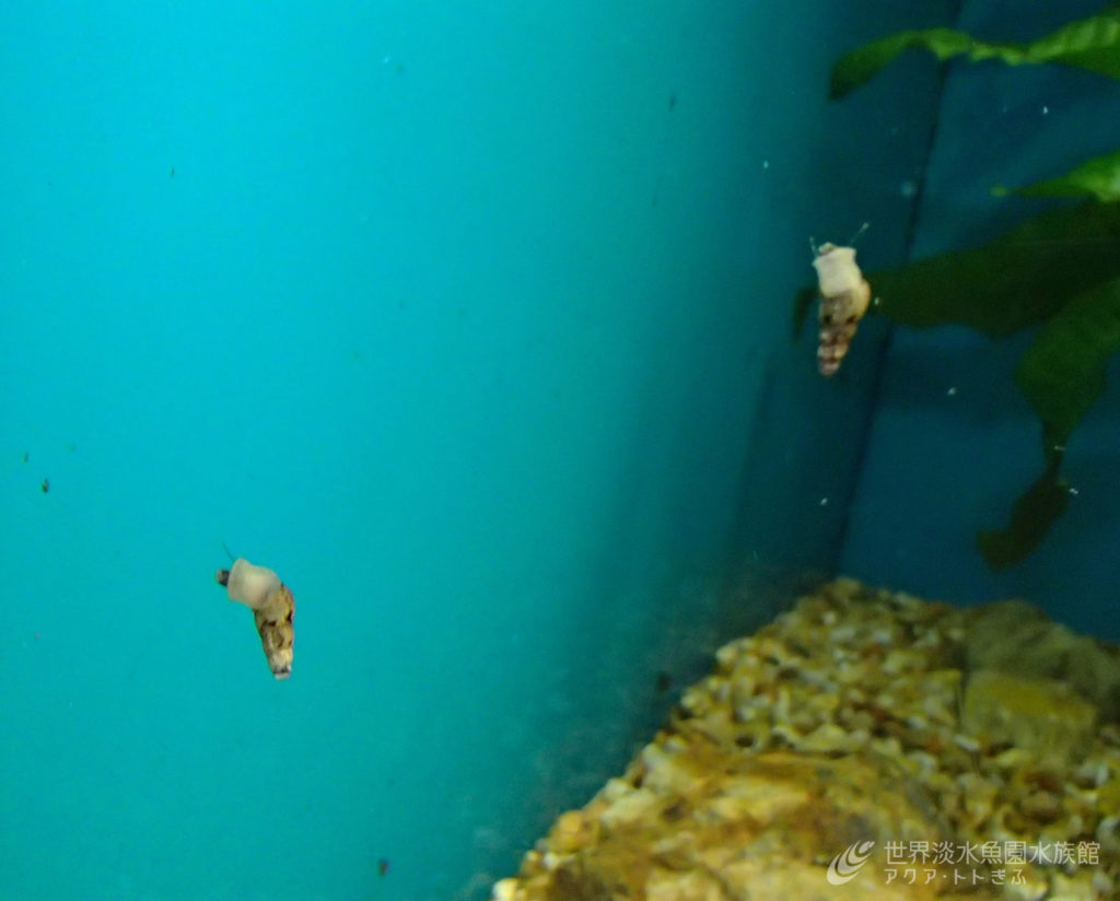 水族館での困りごと・・・巻貝駆除