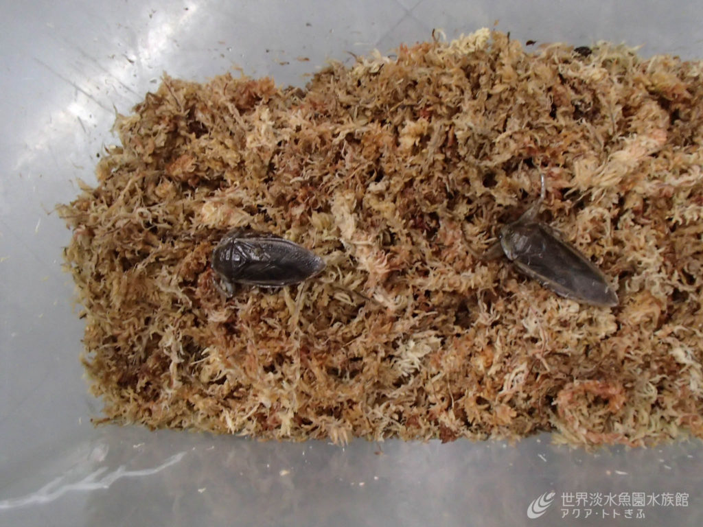 水生昆虫の冬越し
