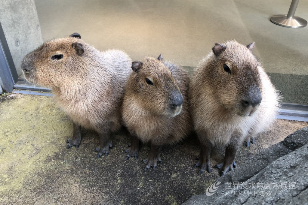 カピバラのゆず風呂タイム！