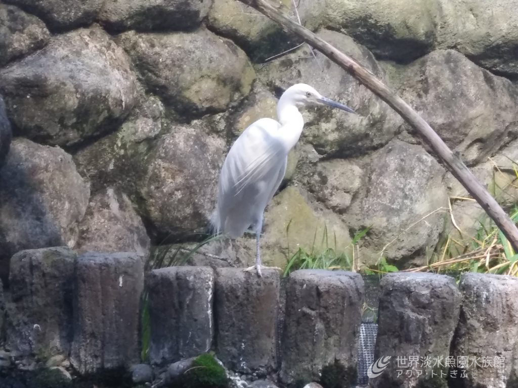 コサギの脚はどこいった？