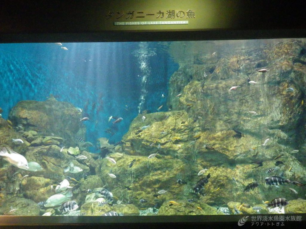 ドット模様の魚は…？