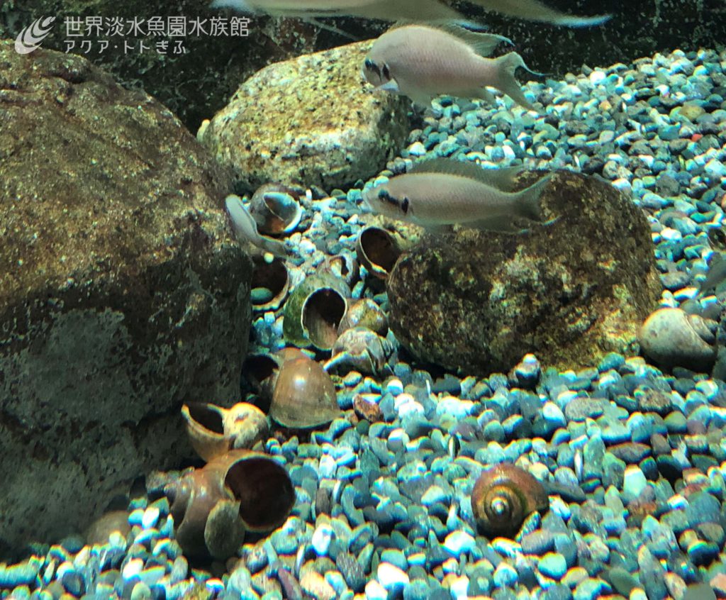 子育てする魚