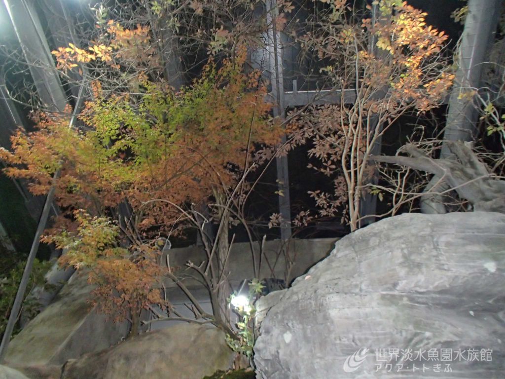 水族館の困りごと・・・落ち葉の巻