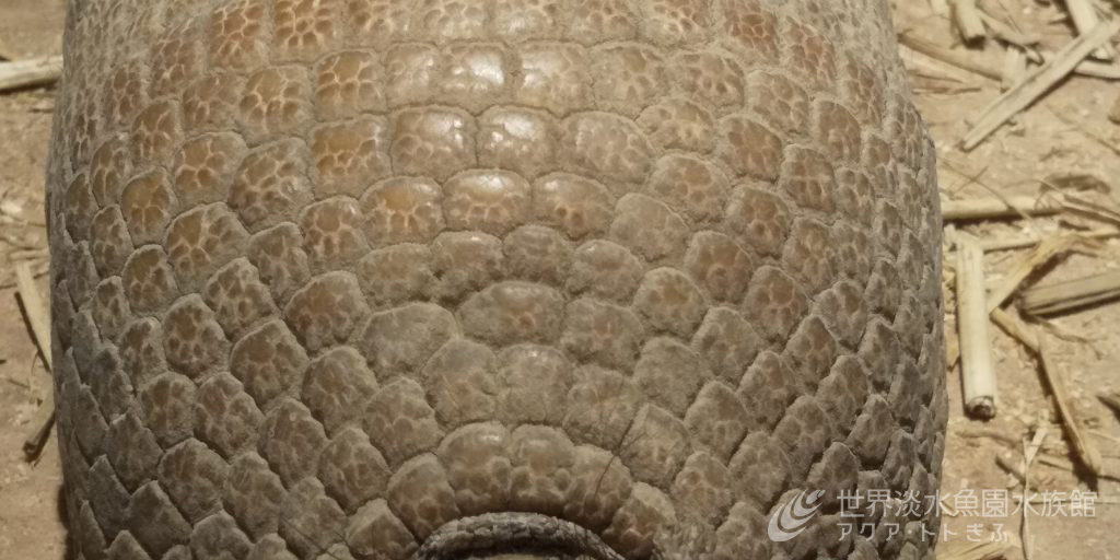 パンタナール展より　この生き物はなに？