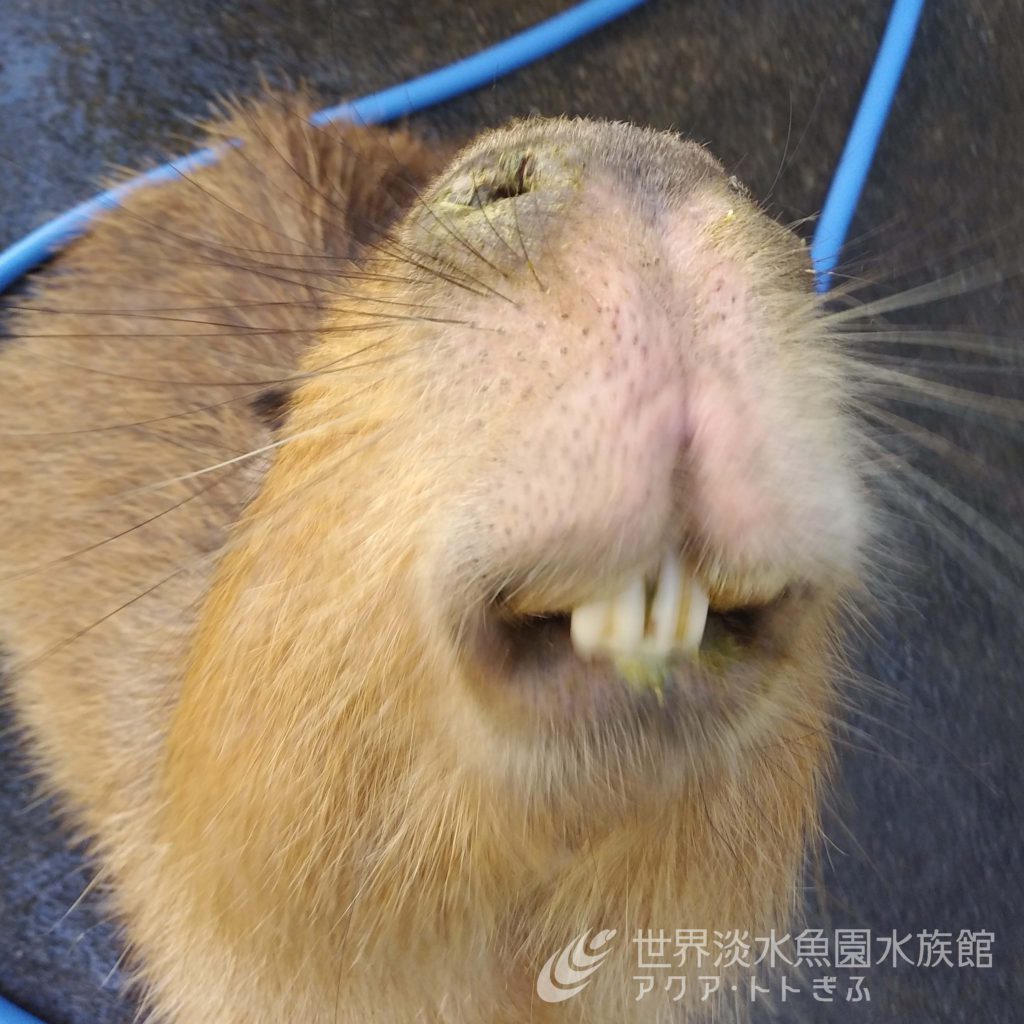 齧 歯 類 と は