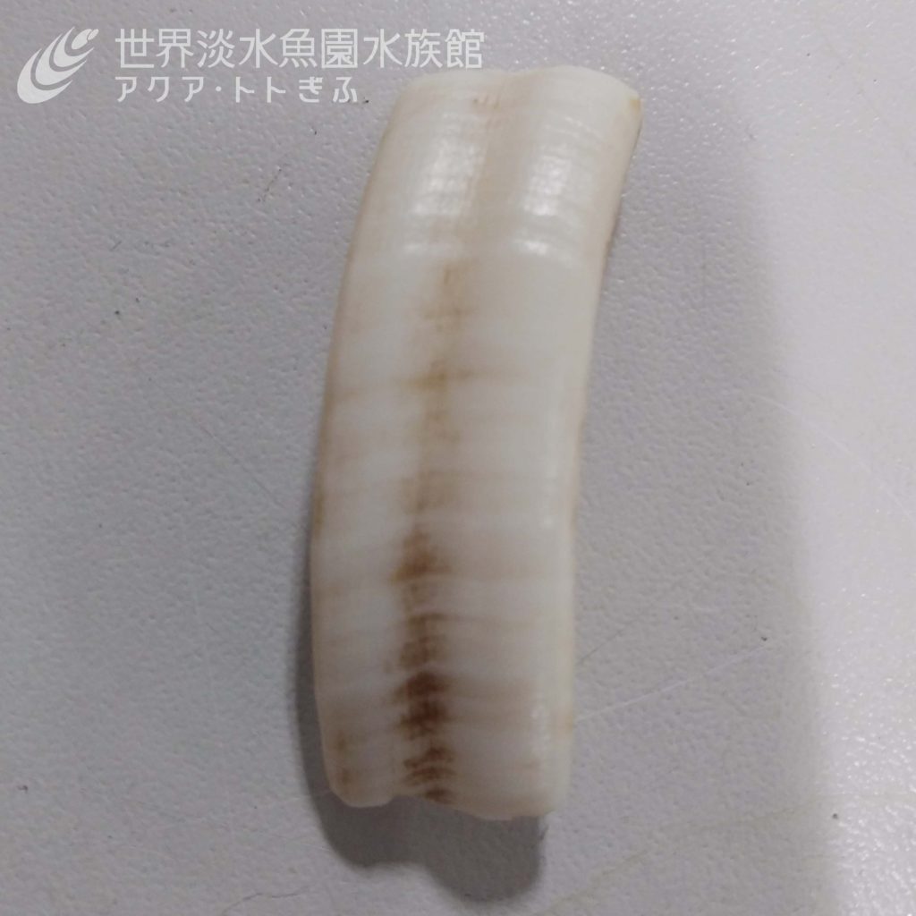 げっ歯類は歯が命