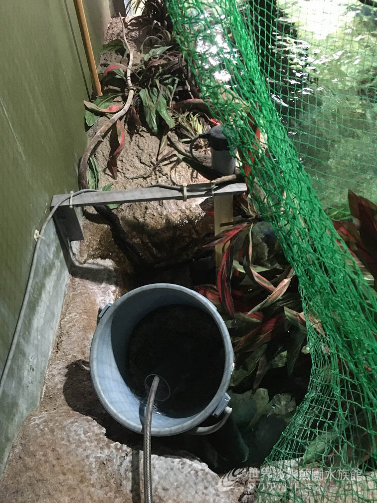 油膜取り装置にいた魚