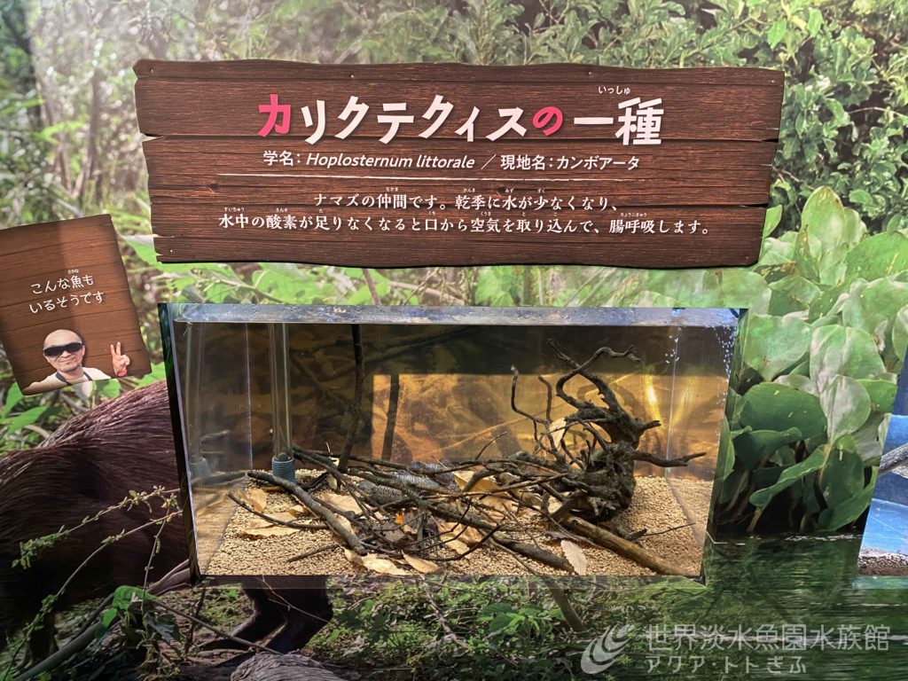 これは何だ？？？