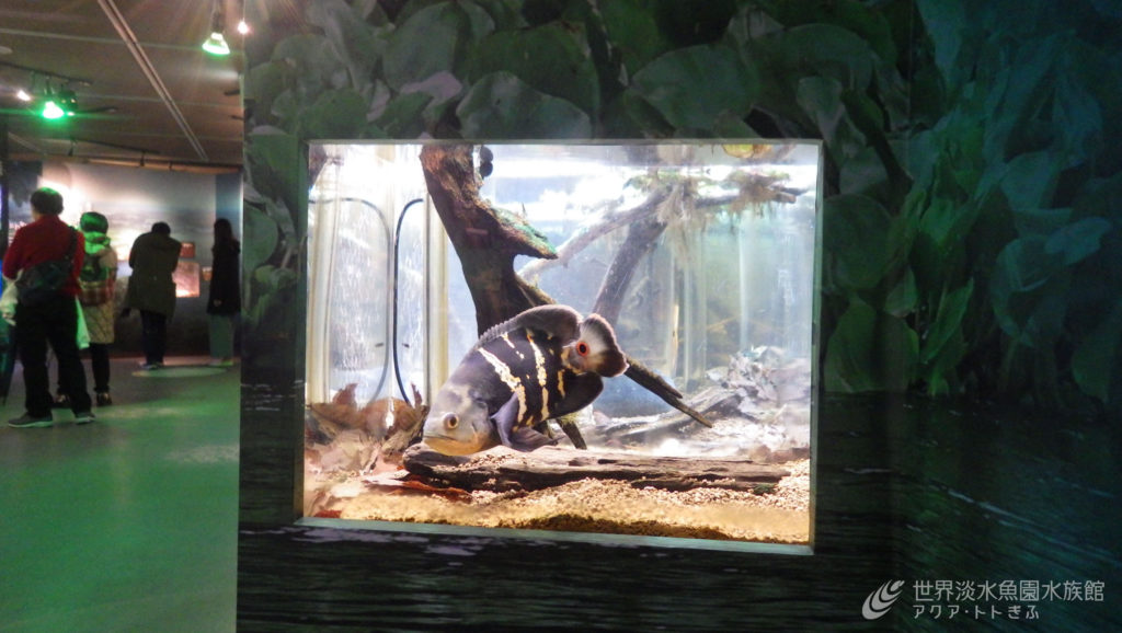 パンタナール展の気になる魚　その⑥