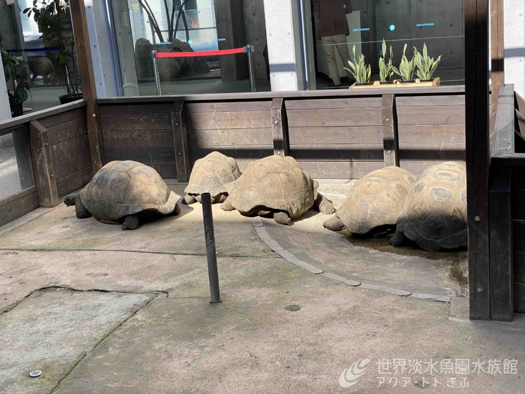 カメのあたま