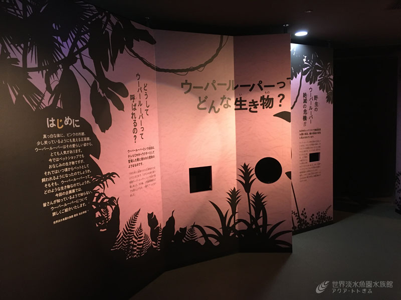 企画展便り～設営編 その１～