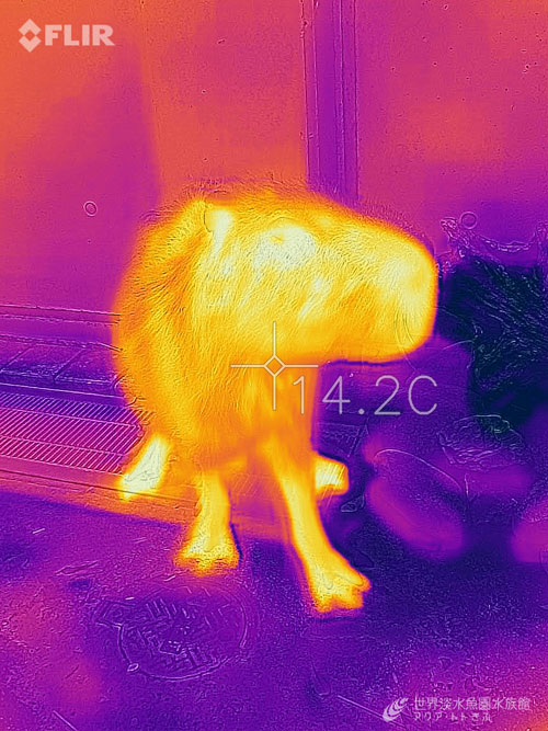 赤外線サーモグラフィーの獣医医療への活用