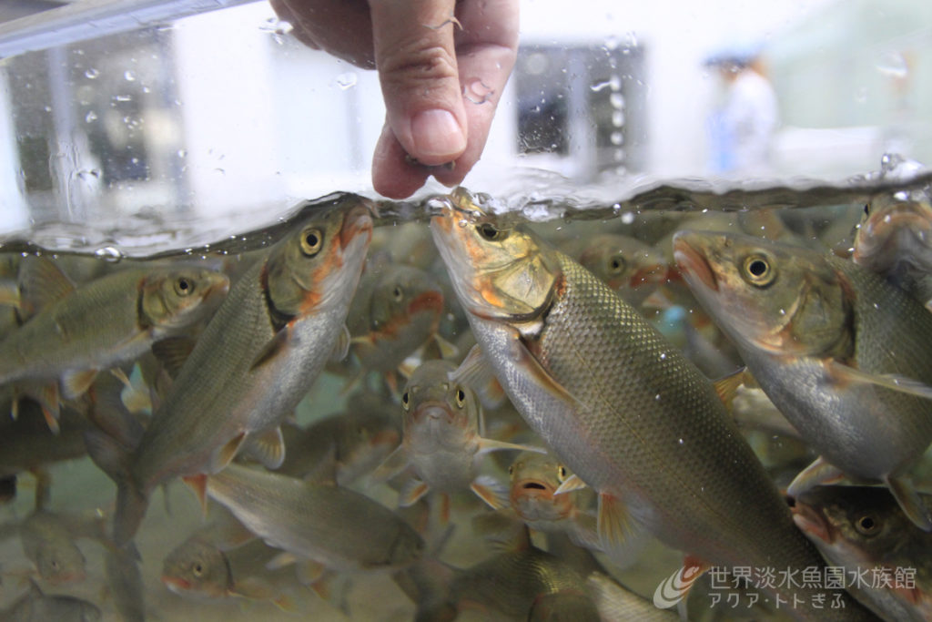 ここの魚たちは今
