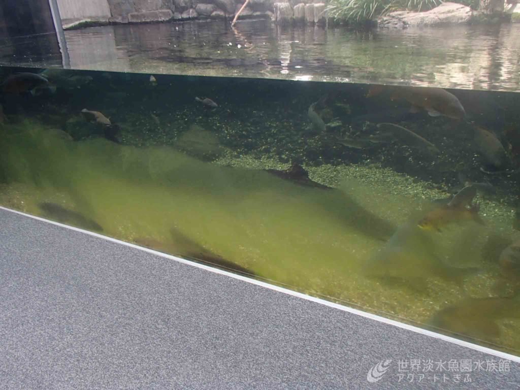 水族館の困りごと・・・藻（コケ）
