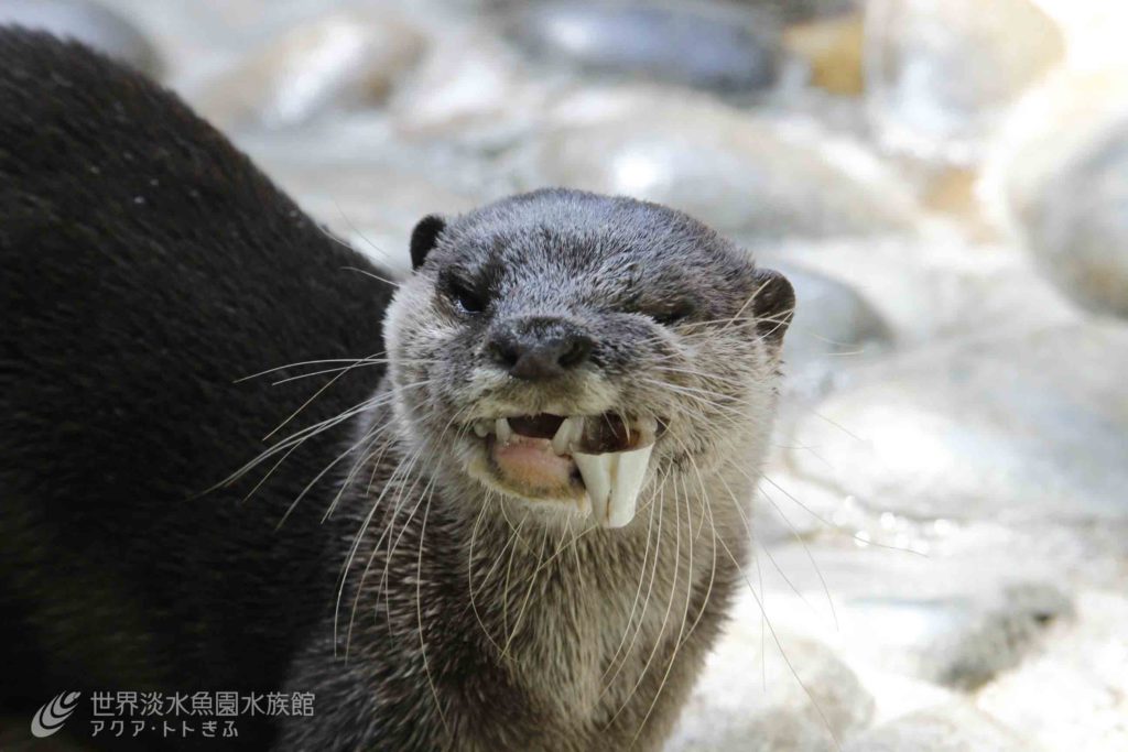 コツメカワウソ ポイントガイド