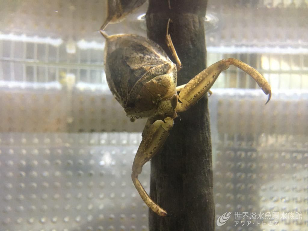 お父さんが頑張る昆虫
