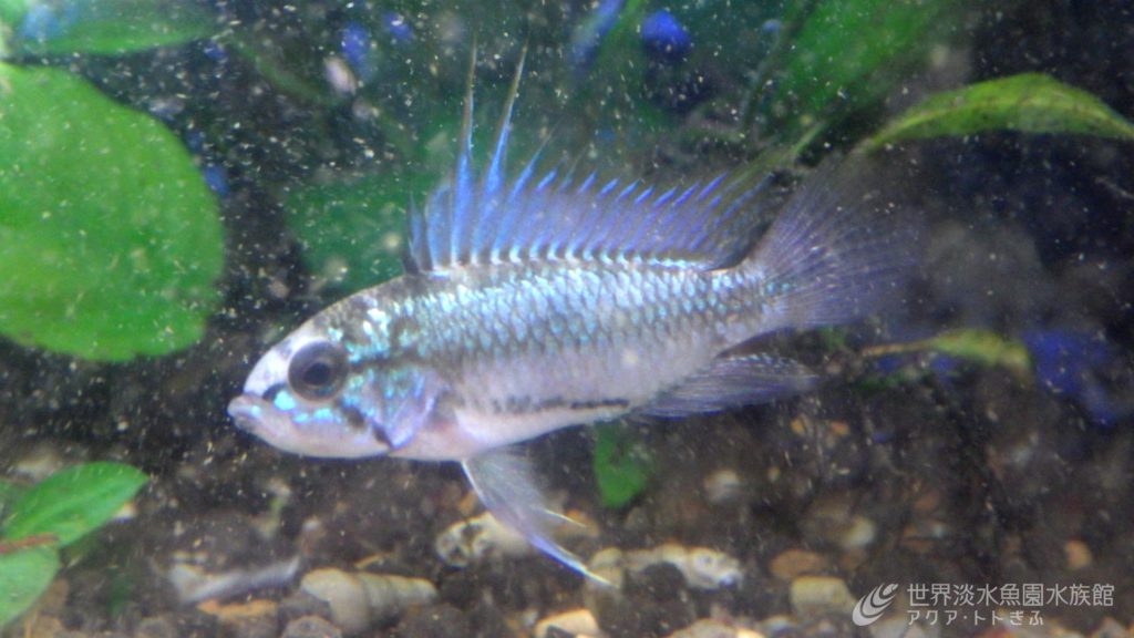 パンタナール展終了後の気になる魚