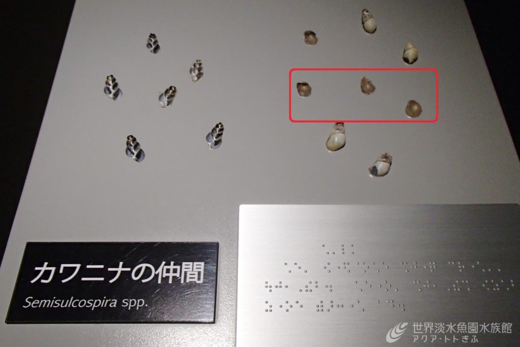 カワニナのハンズオンパネル