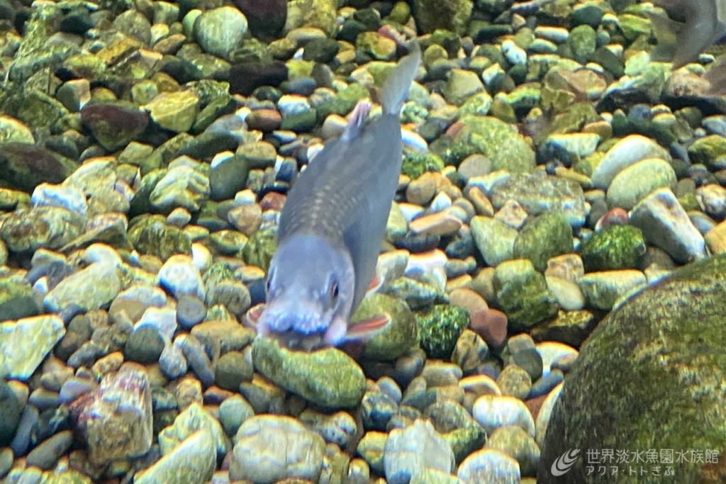 真珠のついた魚たち