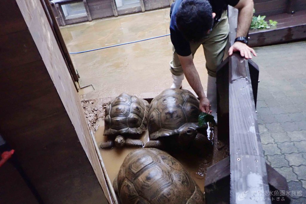 ある日のゾウガメ