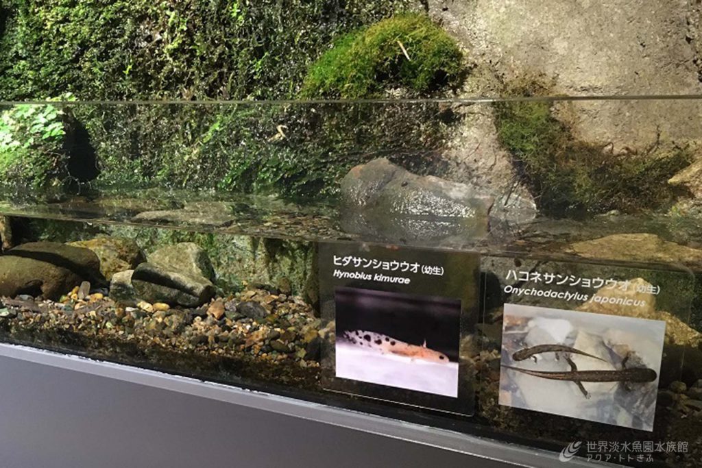 ヒダサンショウウオ幼生の常設展示開始
