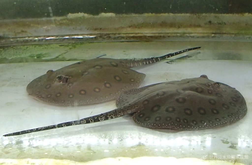 モトロ、ちょっと成長