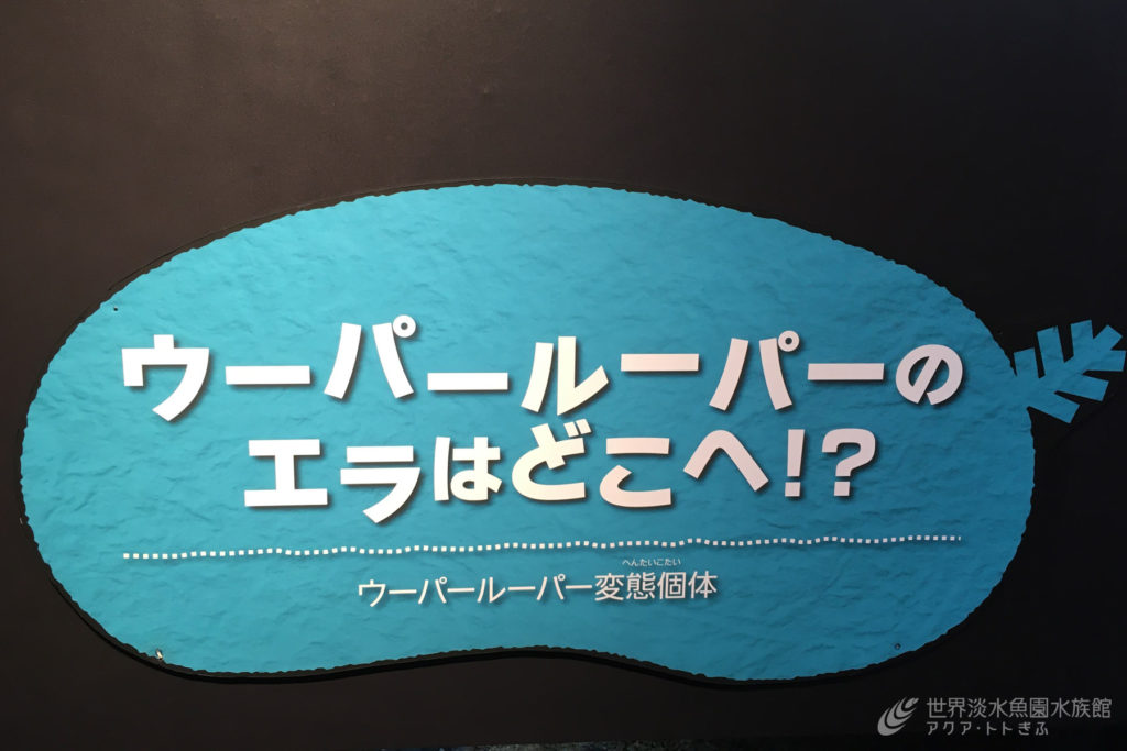 企画展便り～ウーパールーパー変態個体について～
