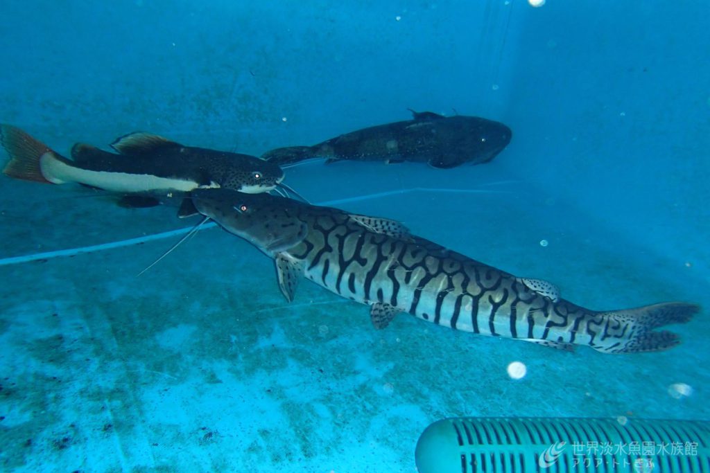 レッドテールキャットの移動｜世界淡水魚園水族館 アクア・トト ぎふ 