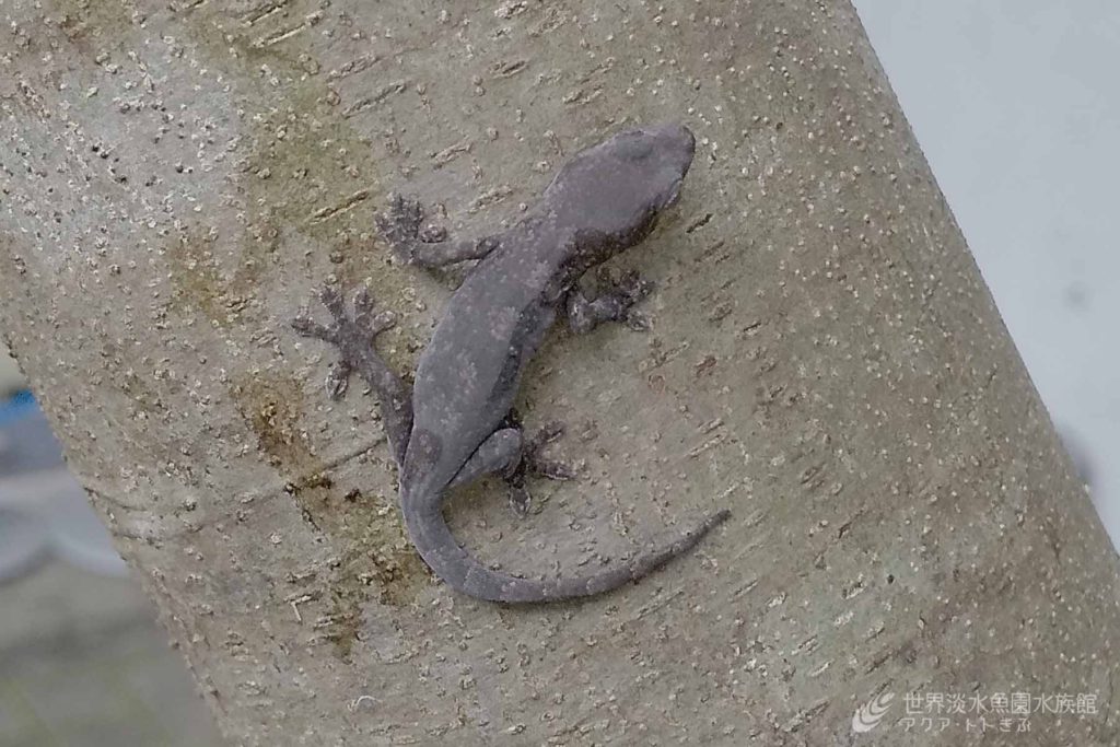 ヤモリの指のひみつ①