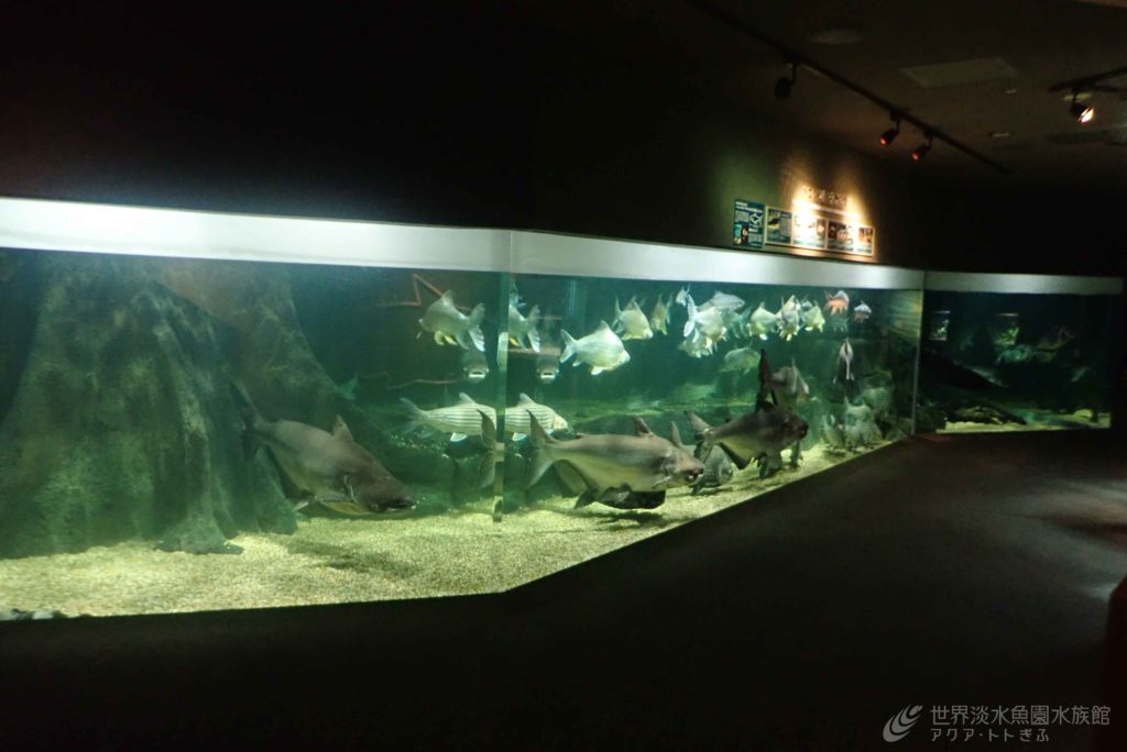 メコンオオナマズの見分け方