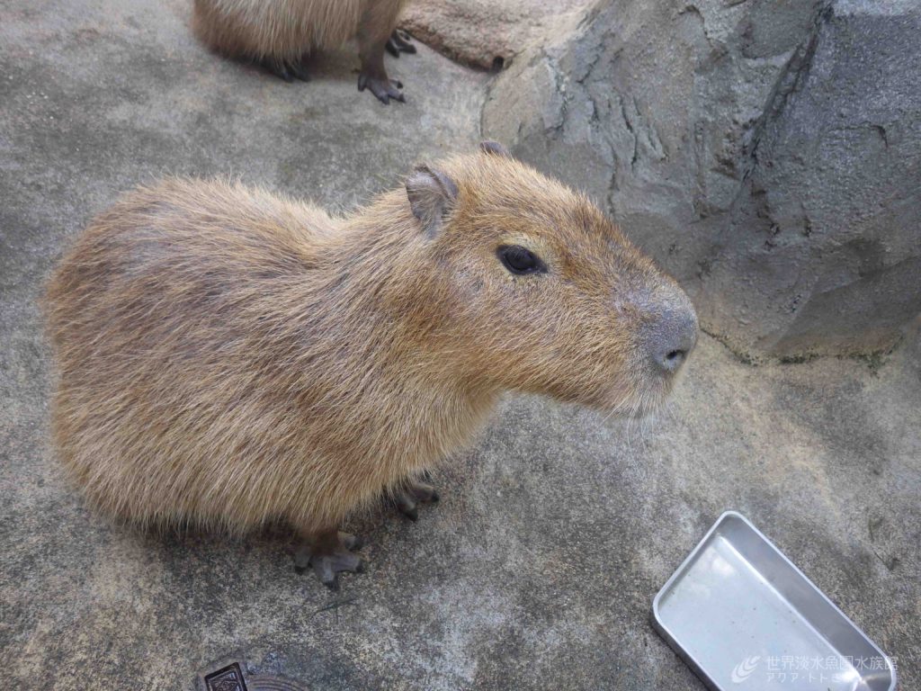 カピバラのトレーニング～健康チェック編～