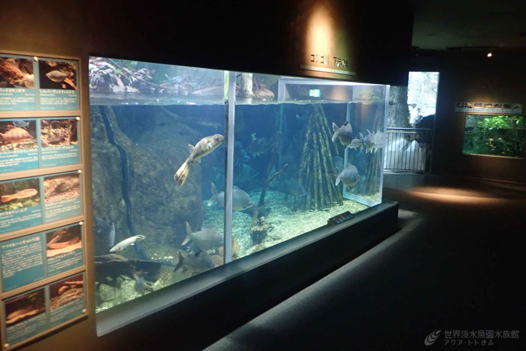 魚闘病日記パート③（ナイルパーチの眼の病気）