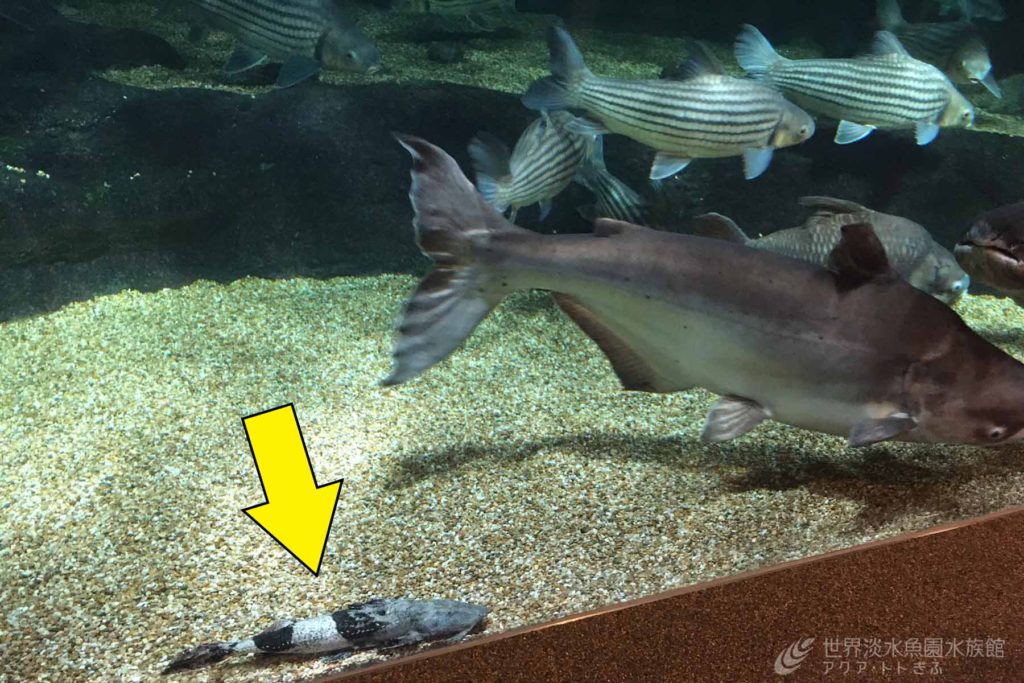 バガリウス現る！？｜世界淡水魚園水族館 アクア・トト ぎふ - 岐阜県 