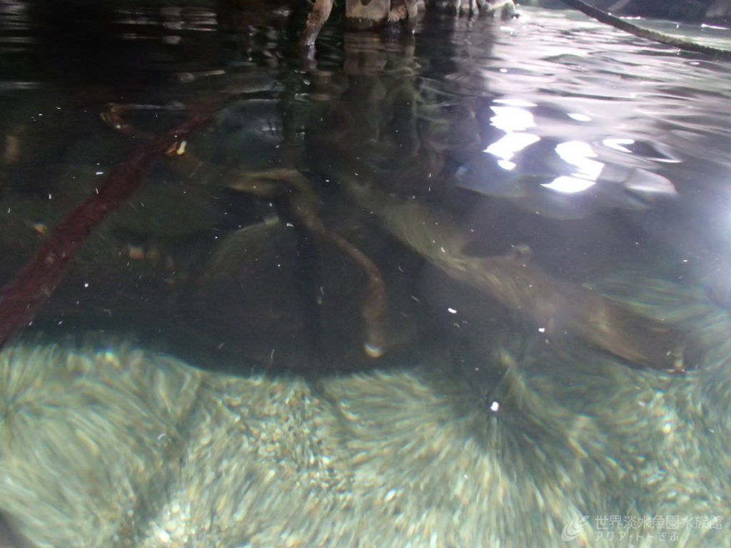 水族館の困りごと・・・油膜
