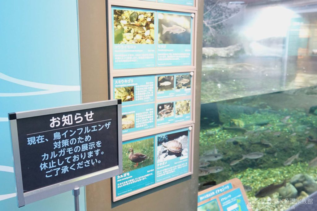 鳥たちはいずこへ