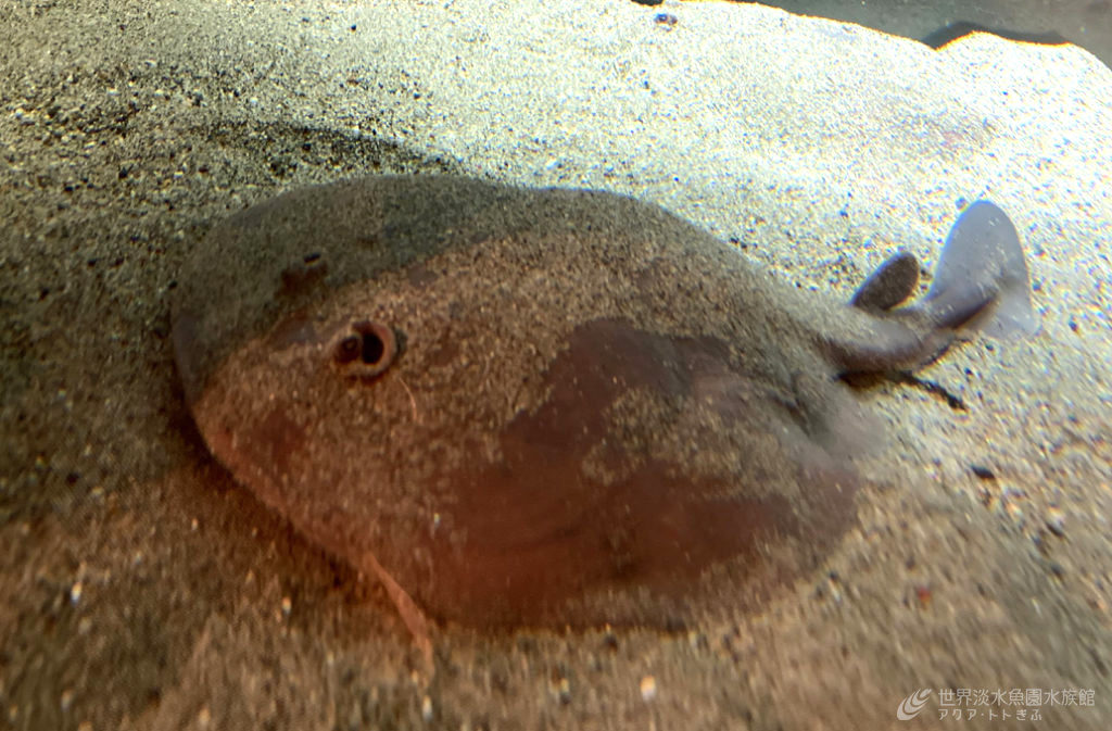 重宝されるシビレエイ