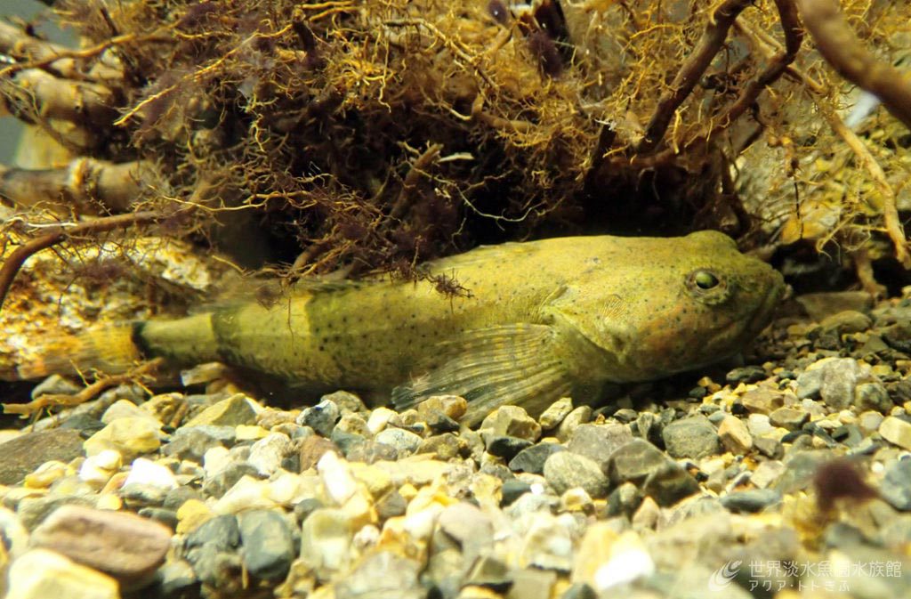 春告魚