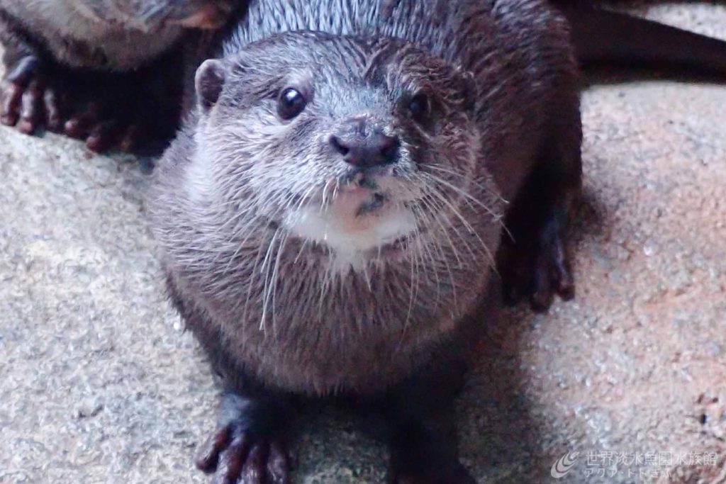 コツメカワウソに仲間が増えました！