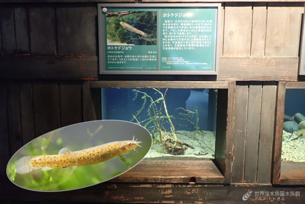 魚闘病日記パート④
