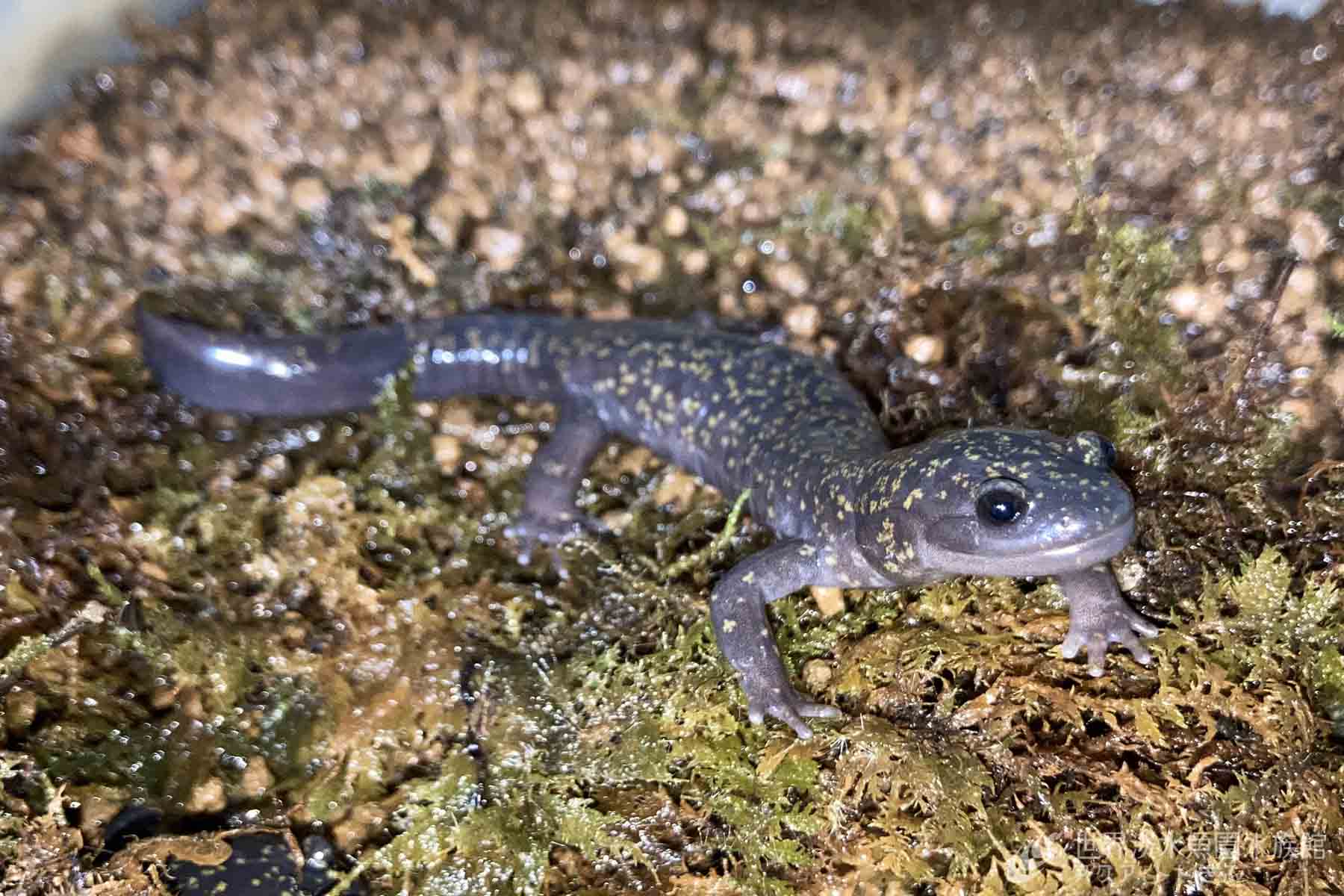 ヒガシヒダサンショウウオとネバタゴガエル｜世界淡水魚園水族館