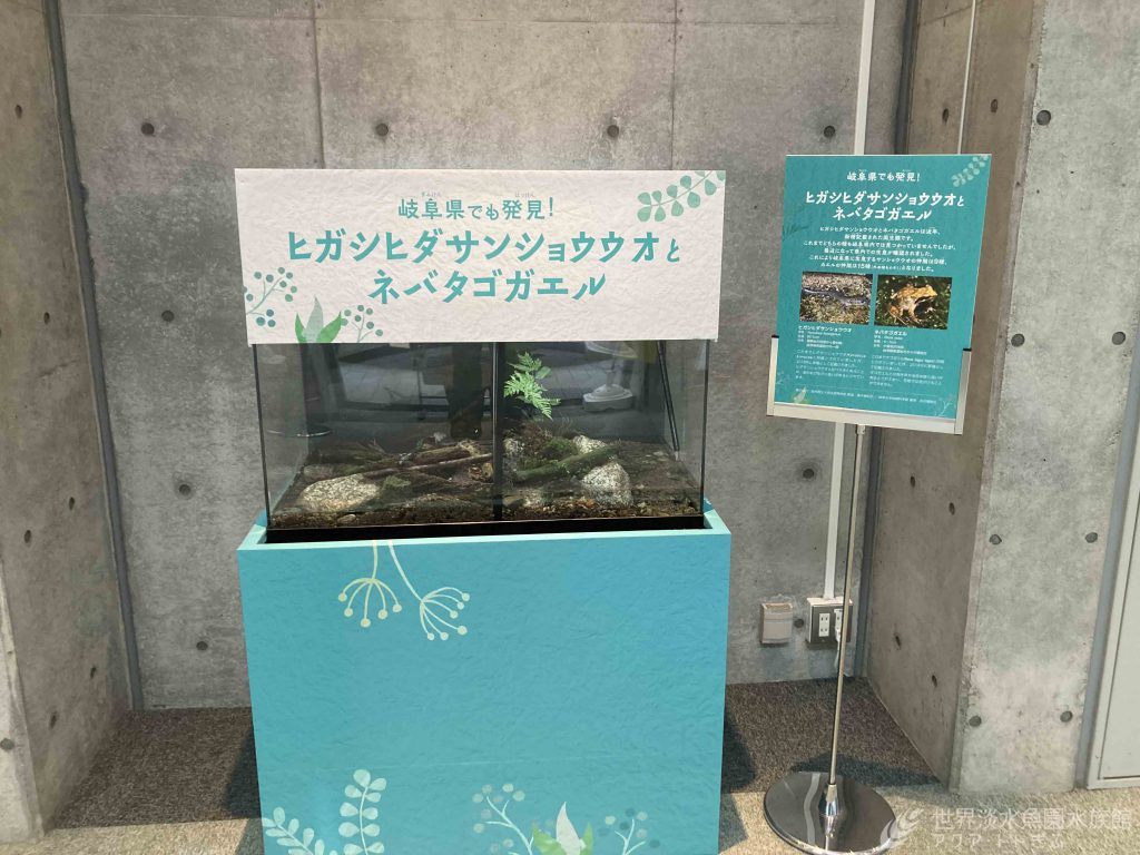 ヒガシヒダサンショウウオとネバタゴガエル