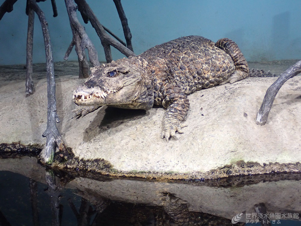 ニシアフリカコガタワニが増えました。