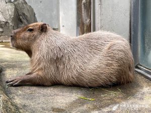 休館中のカピバラの１日